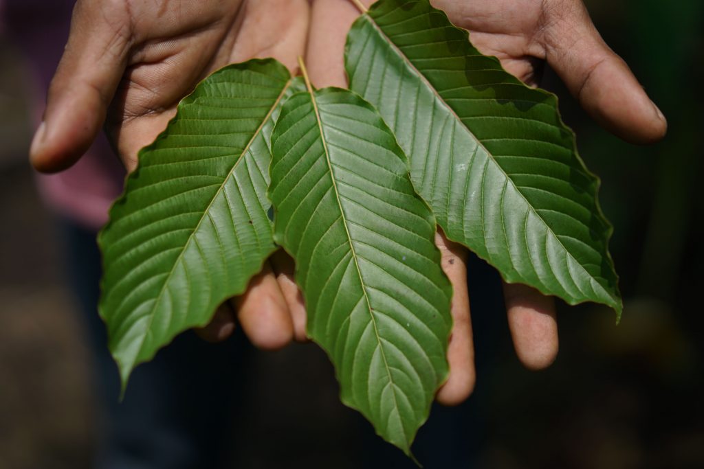 What is kratom?