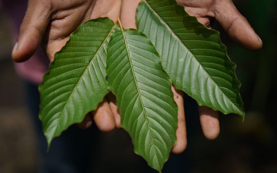 What is kratom?